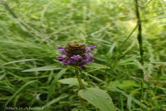 Prunella vulgaris